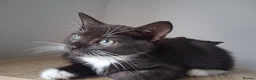 Mixed Breed cats for sale: Black tabby kittens - Advert 12