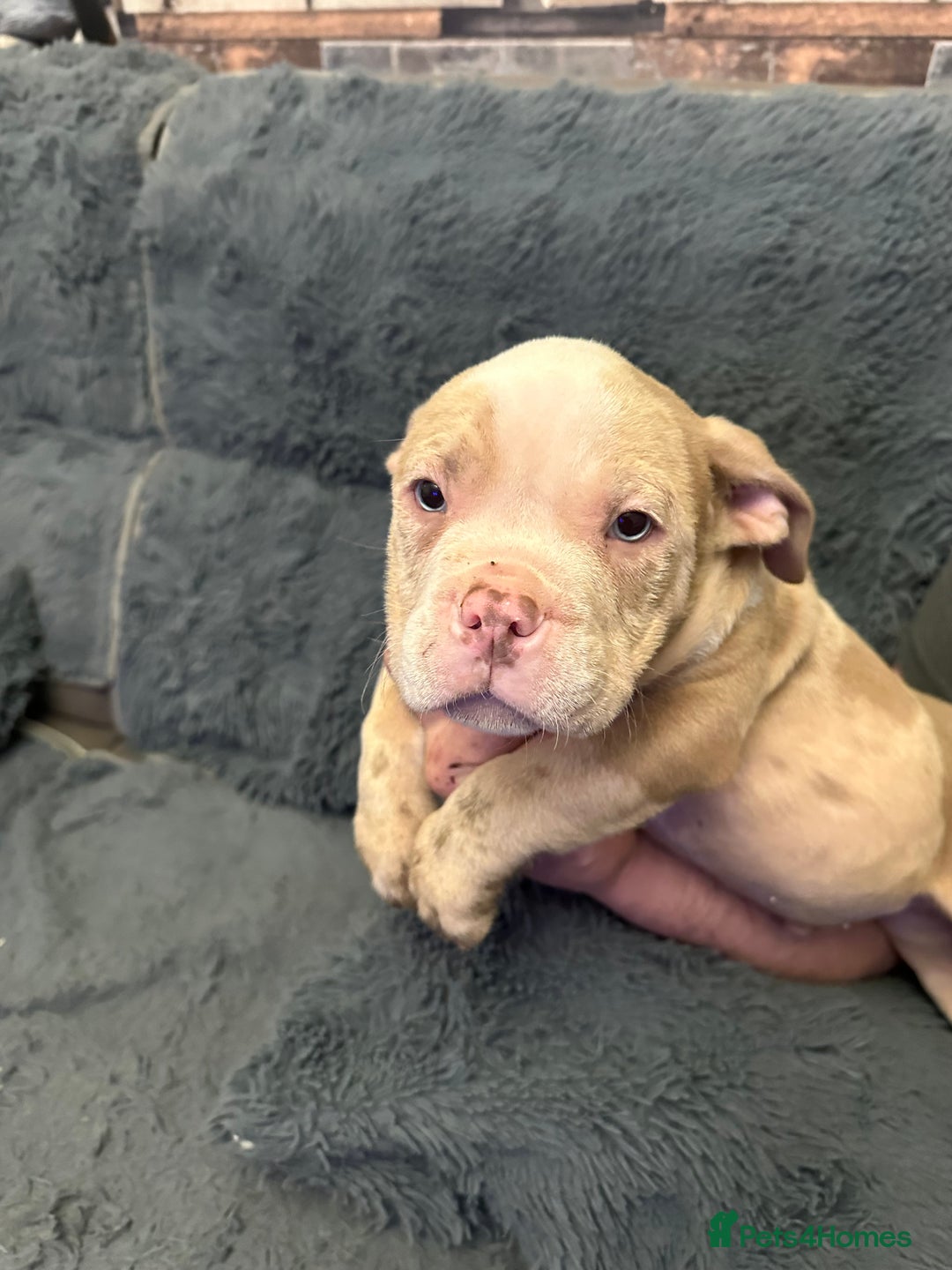 American Bully dogs for sale: ABKC REGISTERED Pocket Exotic/Extreme Bully PUPS! - Advert 25