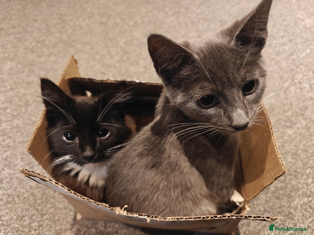 Domestic Shorthair cats for sale: Loving kittens - Image 16