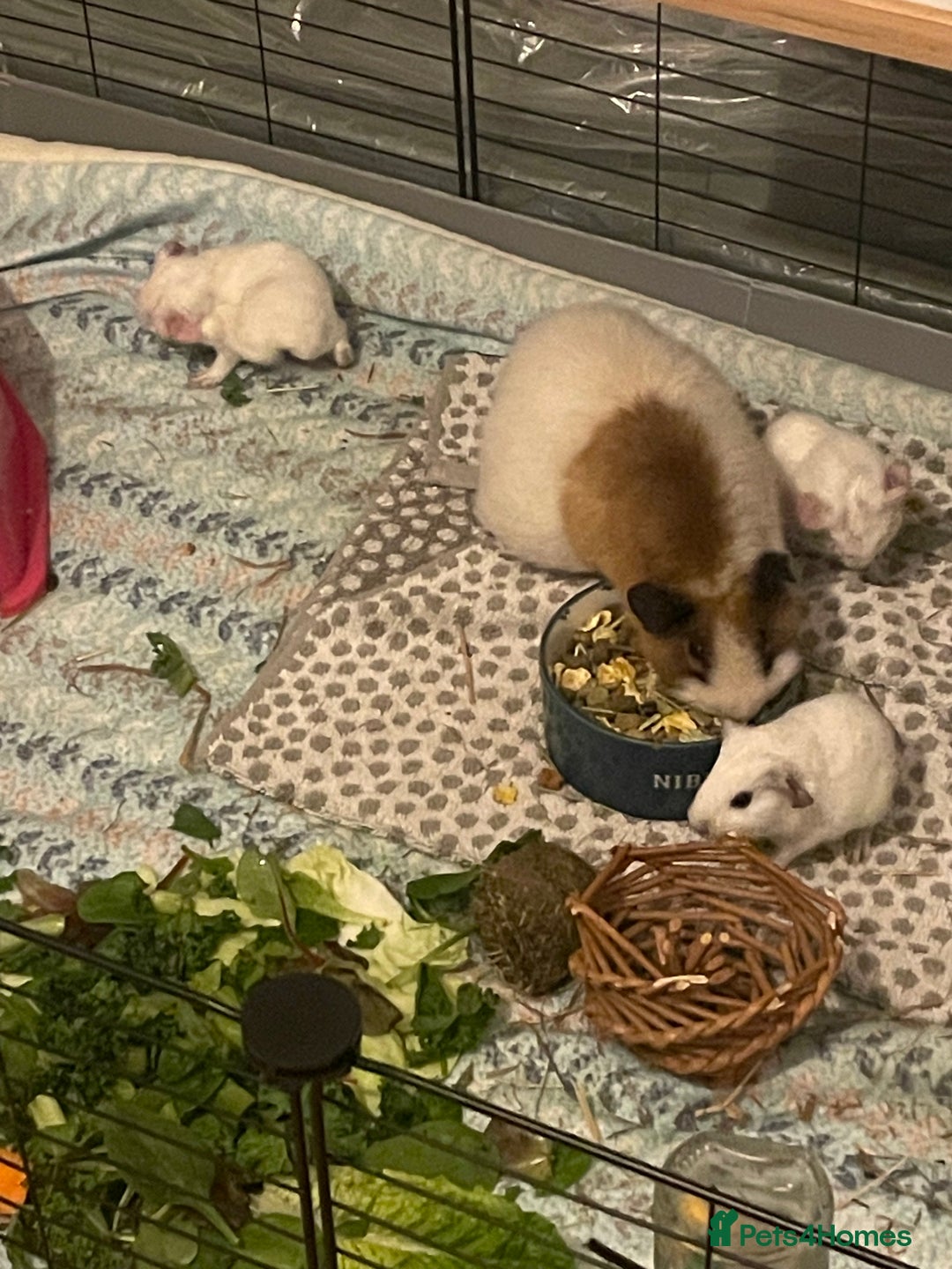 Guinea Pig rodents for sale: Baby boy Californian point guinea pig - Advert 5