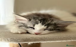 Norwegian Forest Cat cats for sale: SANNVENN Norwegian Forest Cats - Image 5