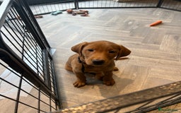 Labrador Retriever dogs for sale: Outstanding dark fox red Lab pups from FTCH lines - Image 5