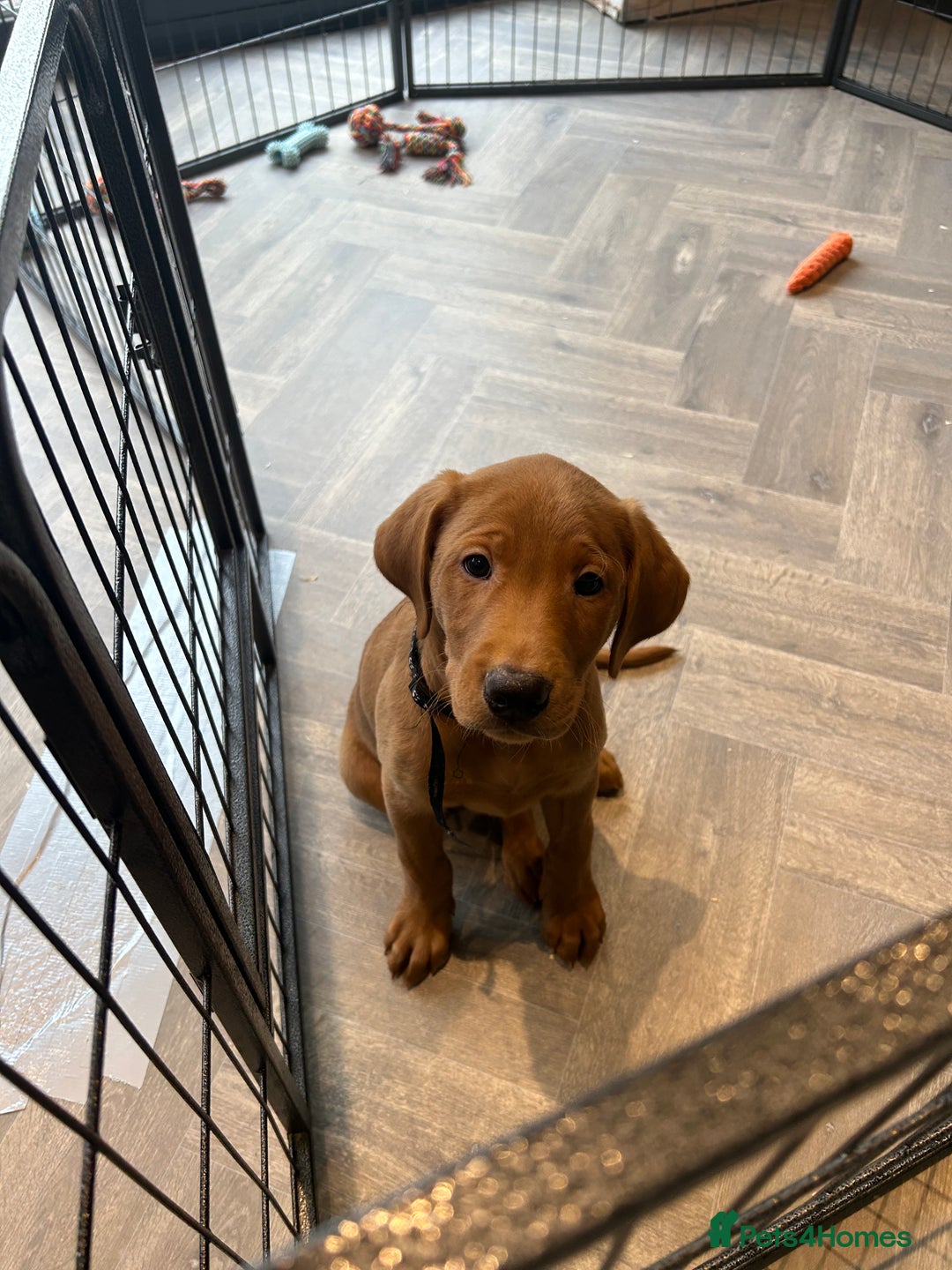 Labrador Retriever dogs for sale: Outstanding dark fox red Lab pups from FTCH lines - Image 5