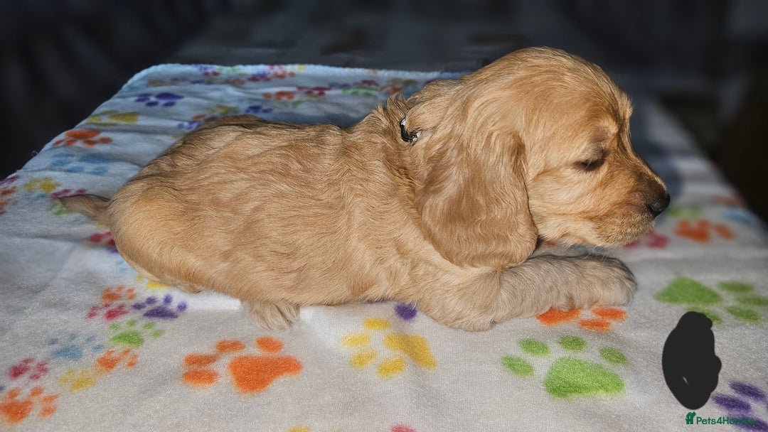 Cockapoo dogs for sale: Cockerpoo  - Image 19