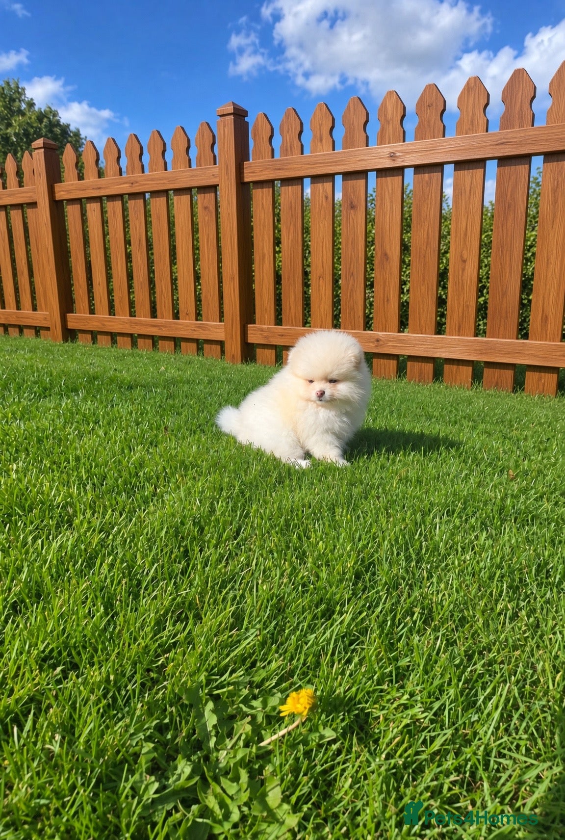 Pomeranian dogs Beautiful KC registered Pomeranian puppies - Advert 5