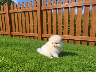 Pomeranian dogs Beautiful KC registered Pomeranian puppies - Advert 5