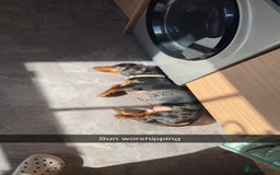 Miniature Dachshund dogs for sale: Miniature Dachshund for Rehoming - Image 4