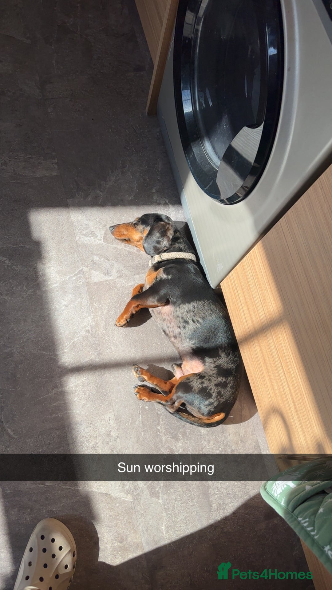 Miniature Dachshund dogs for sale: Miniature Dachshund for Rehoming - Image 4