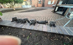 Staffordshire Bull Terrier dogs for sale: Blue Staffordshire puppies - Image 11