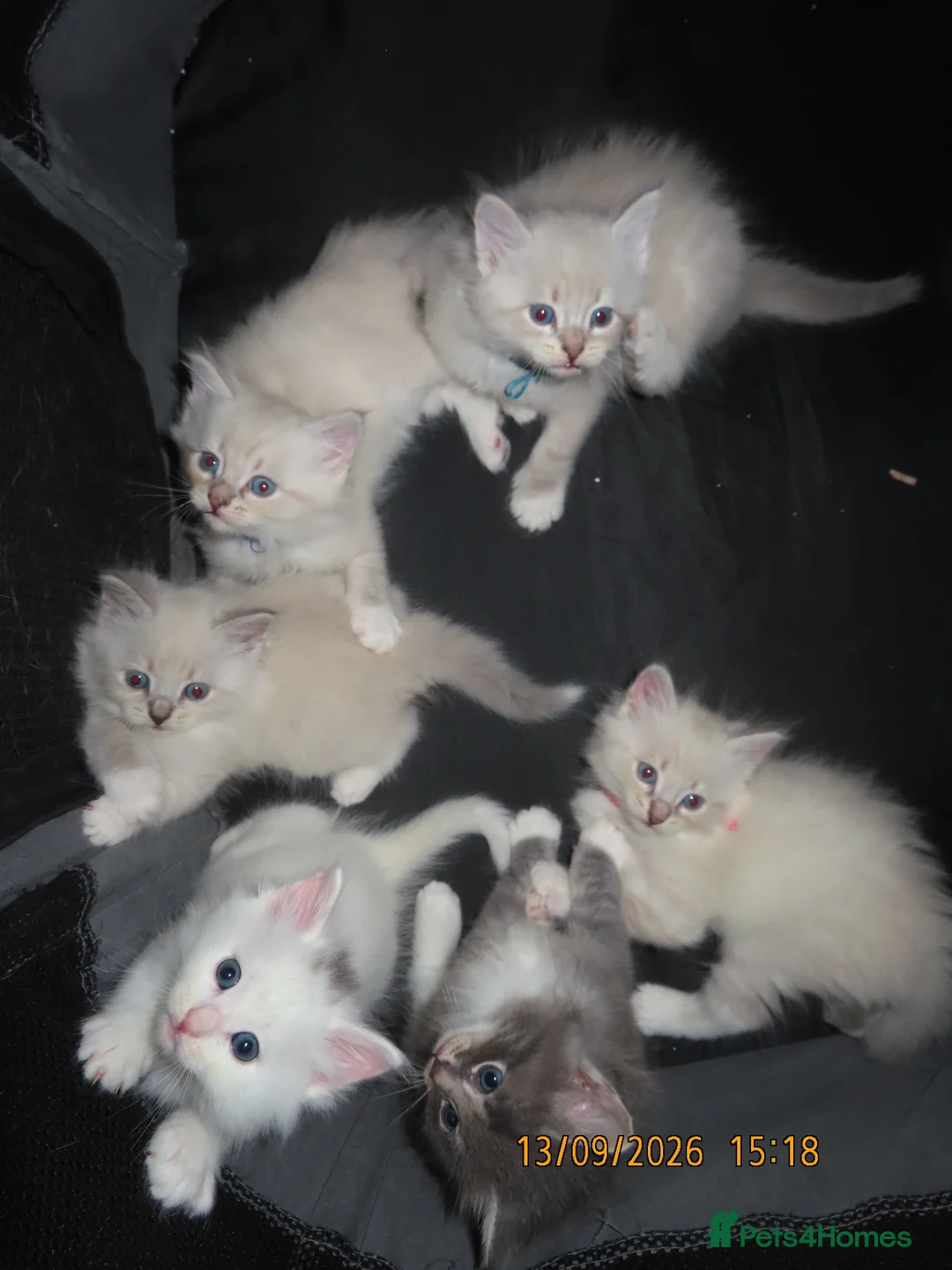 Siberian cats for sale: 🐾 Beautiful Siberian Kittens💙 - Advert 2