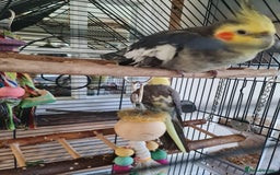 Cockatiels birds for sale: Hand tame cockatiels with cage - Image 7