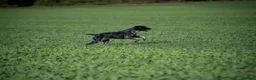 German Shorthaired Pointer dogs for stud: KC registered GSP For Stud - Advert 11