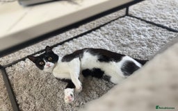 British Shorthair cats for sale: Nala 1 year old Kitten  - Image 6