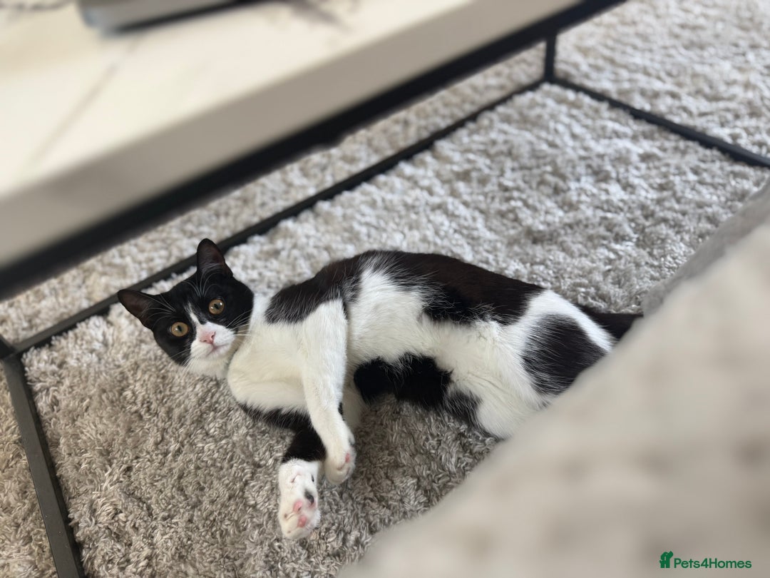 British Shorthair cats for sale: Nala 1 year old Kitten  - Image 6