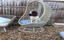 Cocker Spaniel dogs for sale: Working cocker spaniels for sale  - Image 10