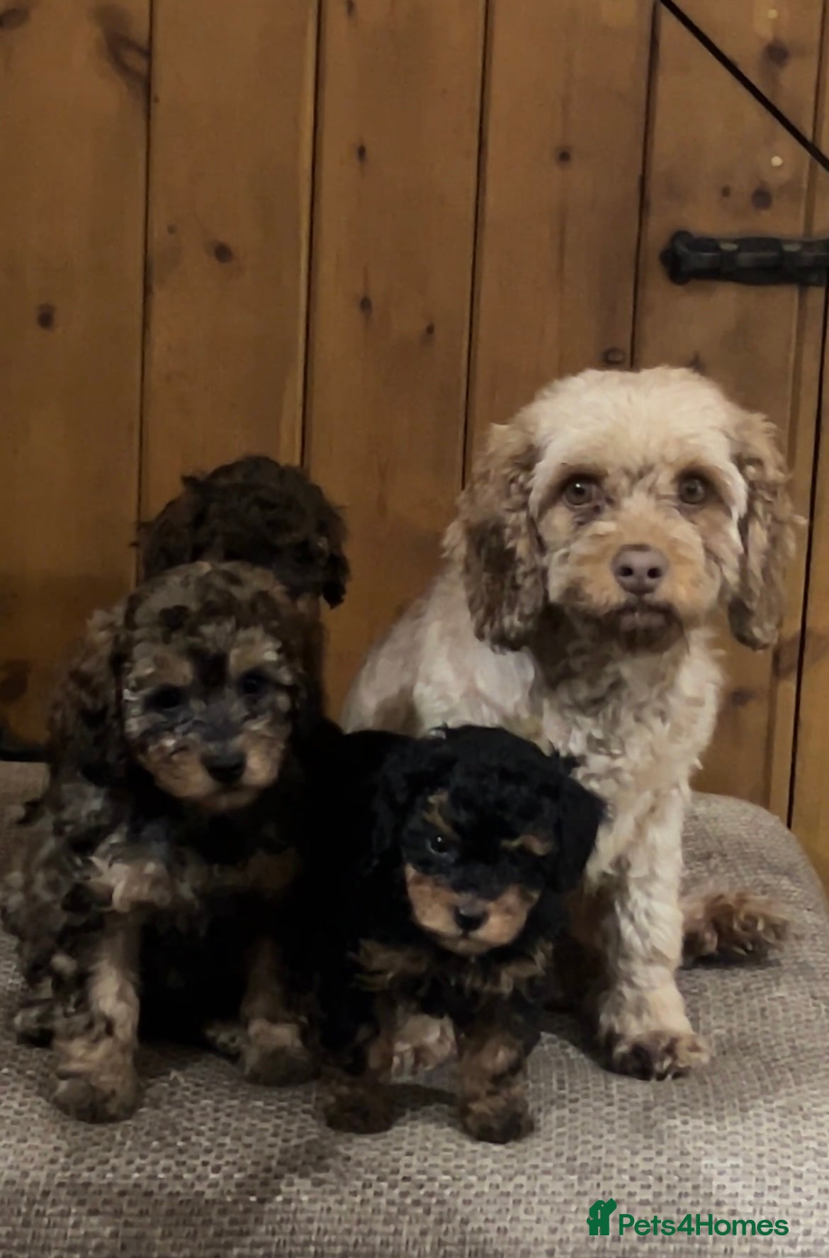 Cavapoo dogs Stunning cavapoo puppies - Advert 2