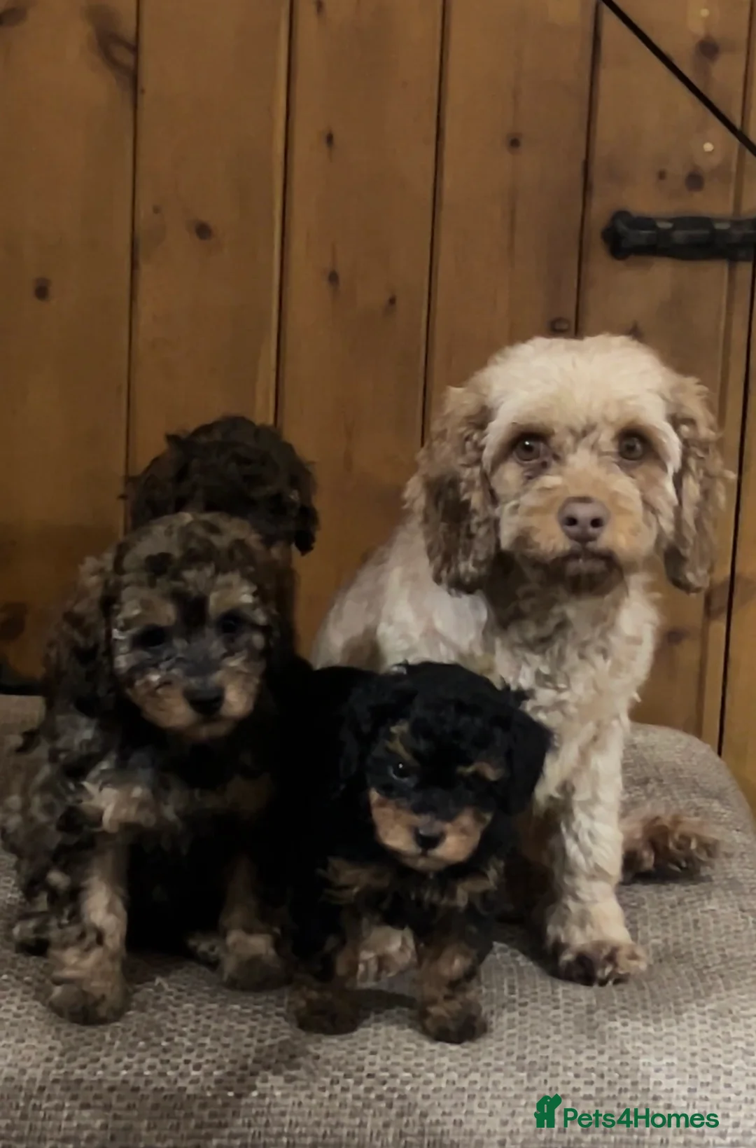 Cavapoo dogs for sale: Stunning cavapoo puppies - Advert 1