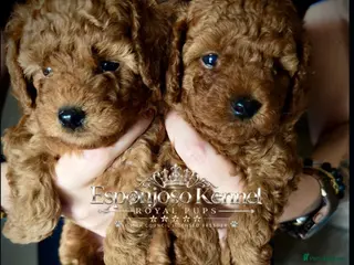 Toy Poodle dogs 5⭐️licensed ESPONJOSO tiny Half Asian Toy Poodle👑 - Advert 17