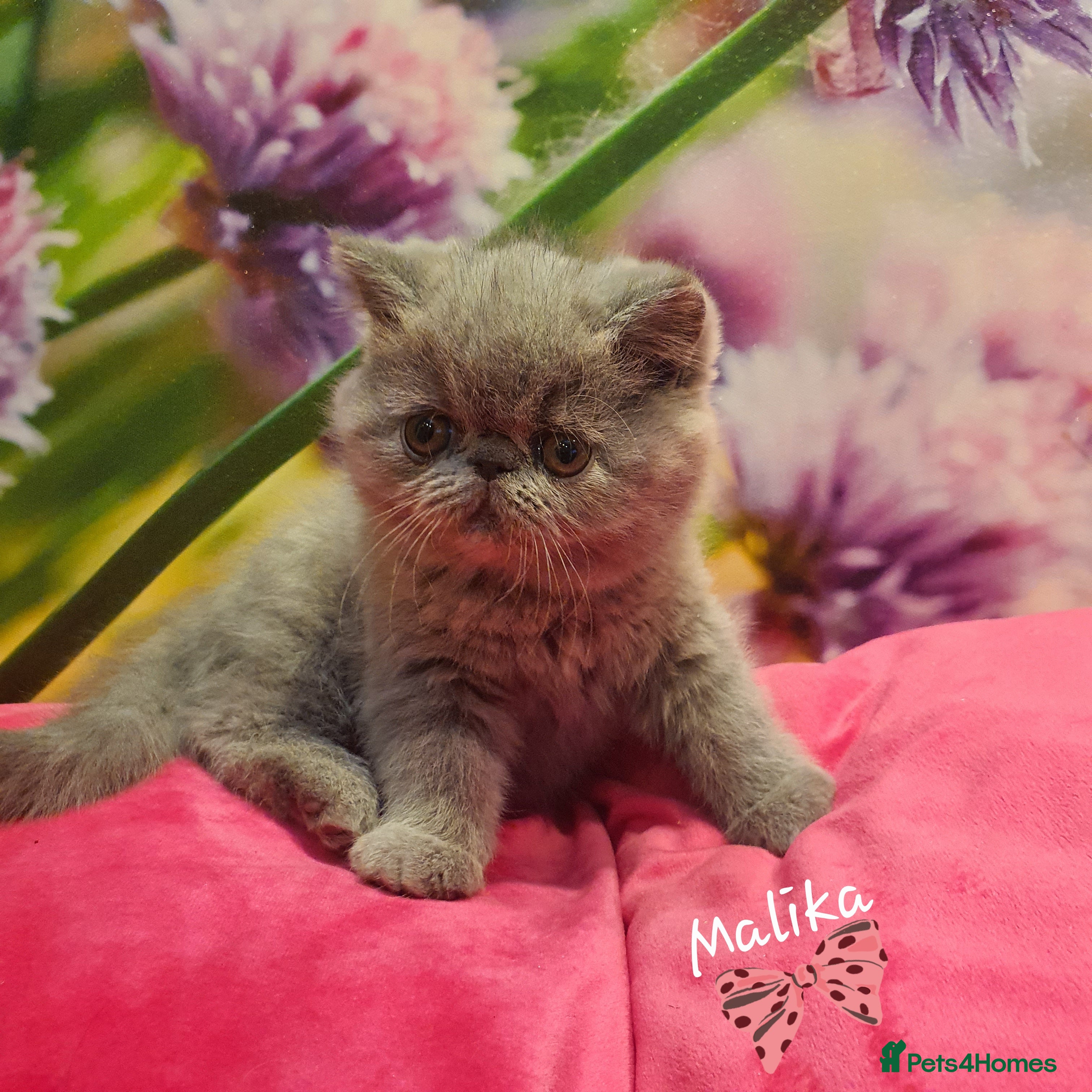 Exotic cats GCCF Gorgeous blue/cream Exotic female  - Advert 6