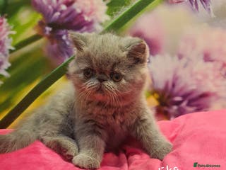 Exotic cats GCCF Gorgeous blue/cream Exotic female - Advert 8