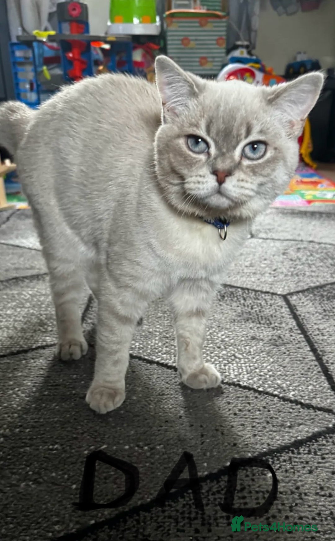 Scottish Fold cats for sale: Scottish Fold male kitten  - Advert 12