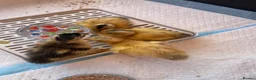 Ducks poultry for sale: Miniature Silver Appleyard Ducklings unsexed in Chichester - Advert 2