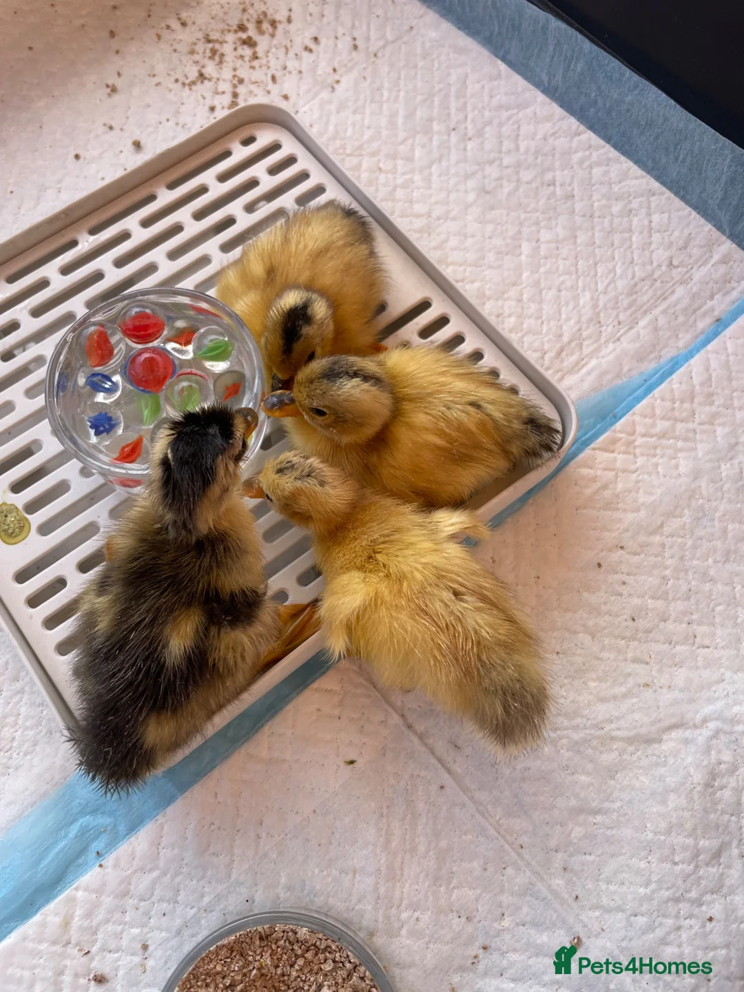 Ducks poultry for sale: Miniature Silver Appleyard Ducklings unsexed in Chichester - Advert 2