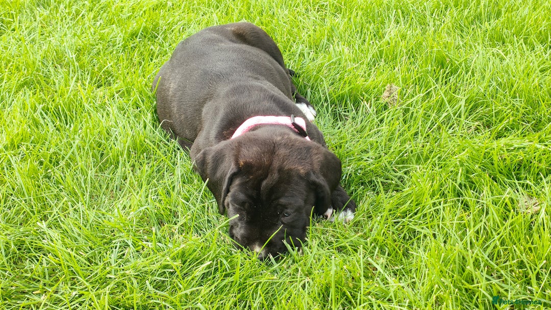 Mixed Breed dogs for sale: Cane Corso x Puppies  - Image 3