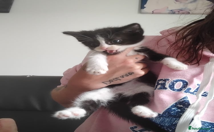 Mixed Breed cats - Advert 16