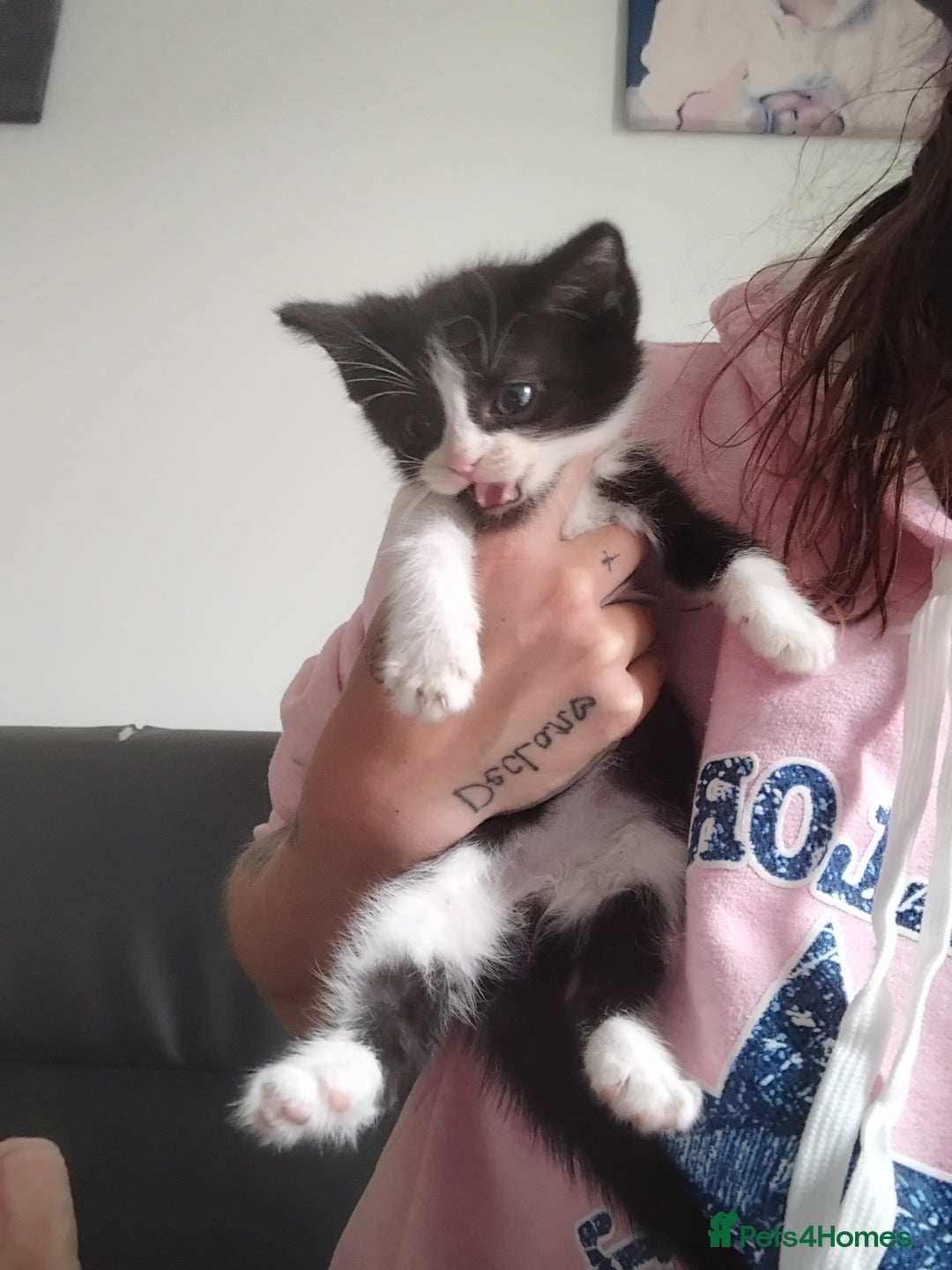 Mixed Breed cats for sale: Black and ginger, white and black kittens - Image 1