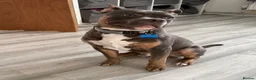 Mixed Breed dogs for sale: Staff x pocket bully.  - Advert 1