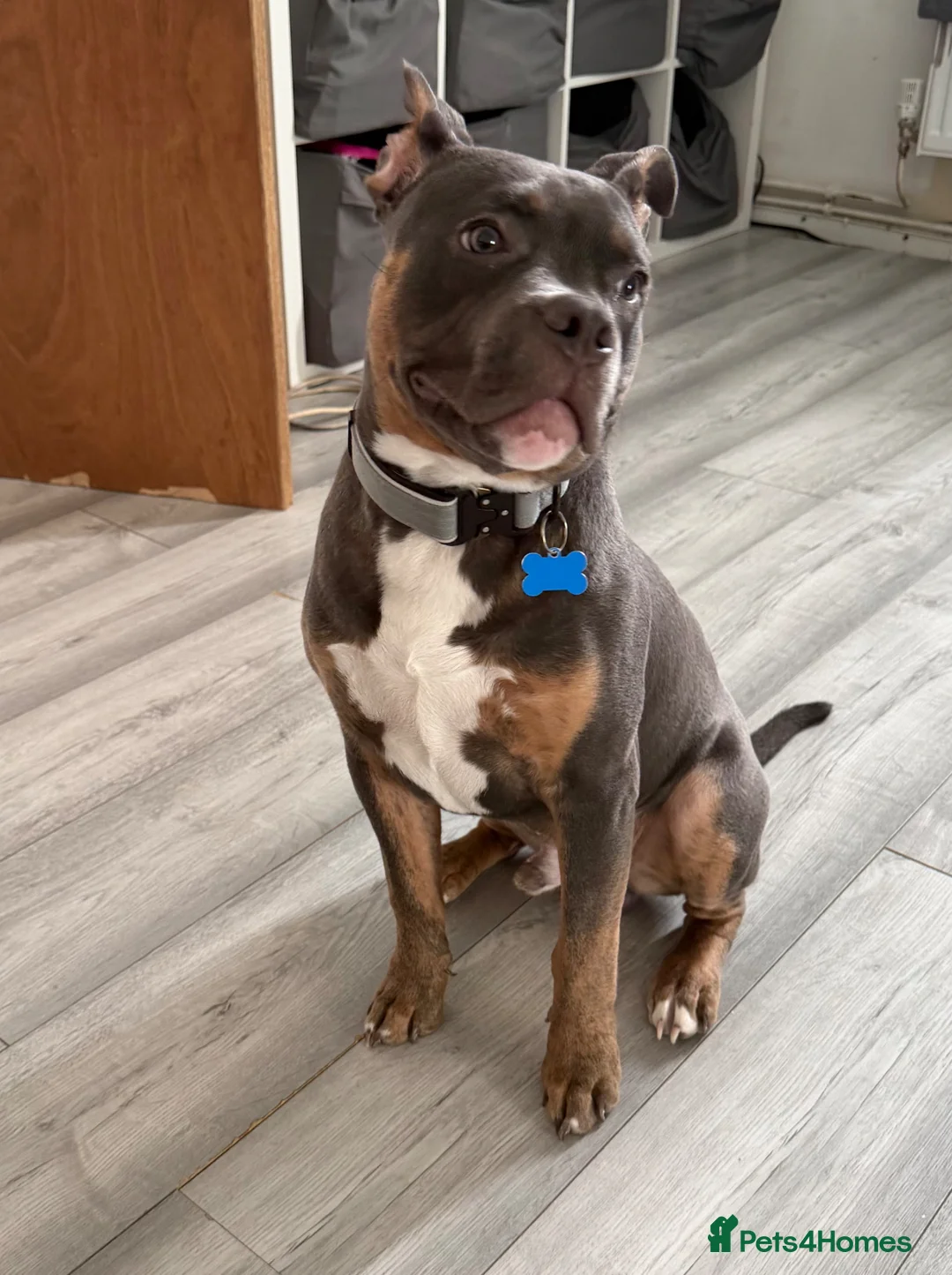Mixed Breed dogs for sale: Staff x pocket bully.  - Advert 1