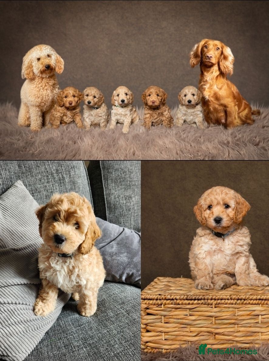 Cockapoo dogs Amazing F1 Cockapoo Pups, Health tested parents - Advert 2