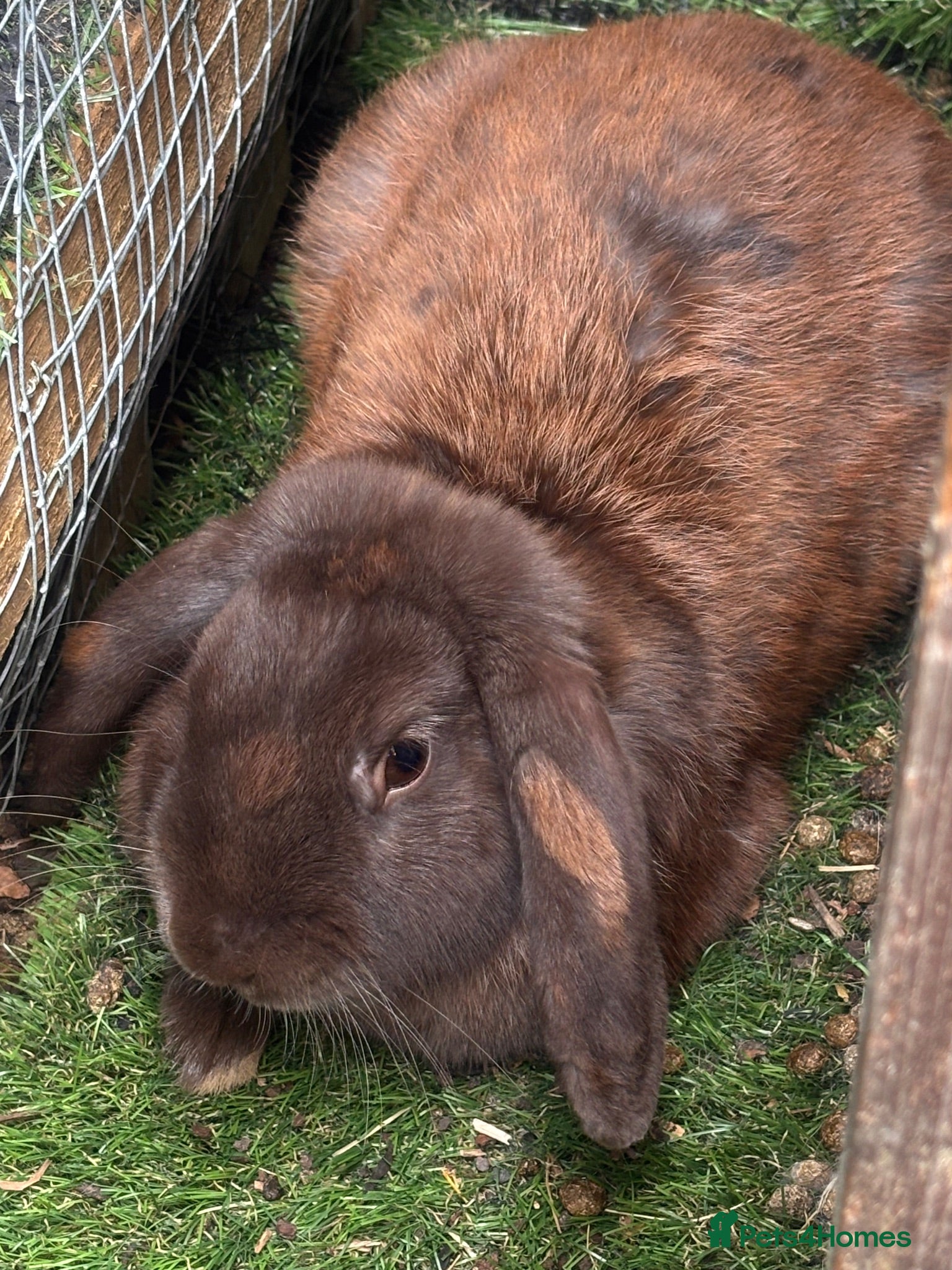 Mini Lop rabbits  lop buck  - Advert 17