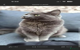 British Shorthair cats for sale: Mary  - Advert 1