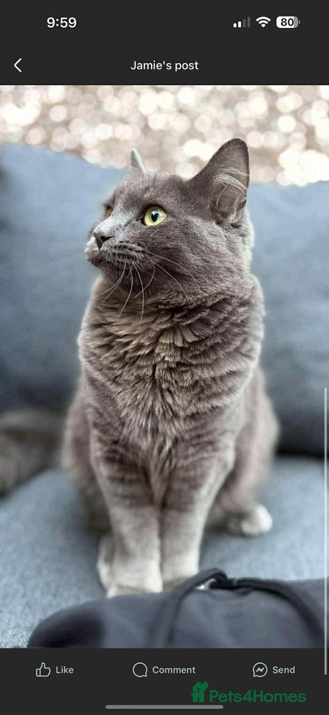 British Shorthair cats for sale: Mary  - Advert 1