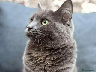 British Shorthair cats for sale: Mary - Advert 1