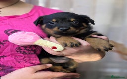 Rottweiler dogs for sale: Rottweiler puppies  - Image 19