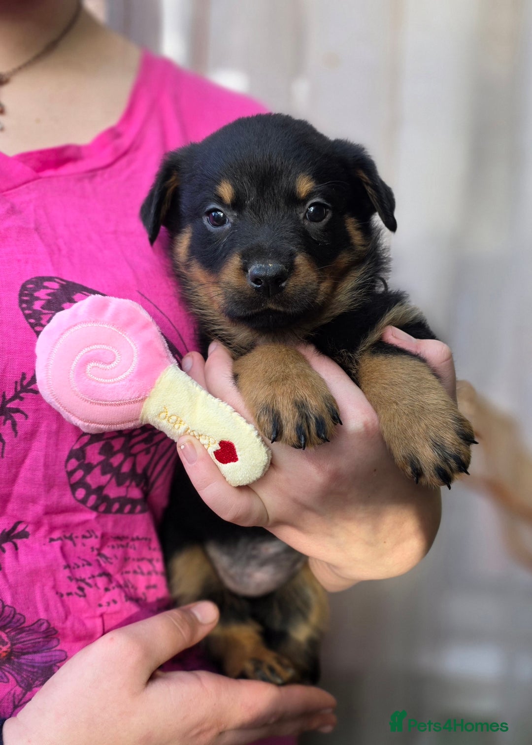 Rottweiler dogs for sale: Rottweiler puppies  - Image 19