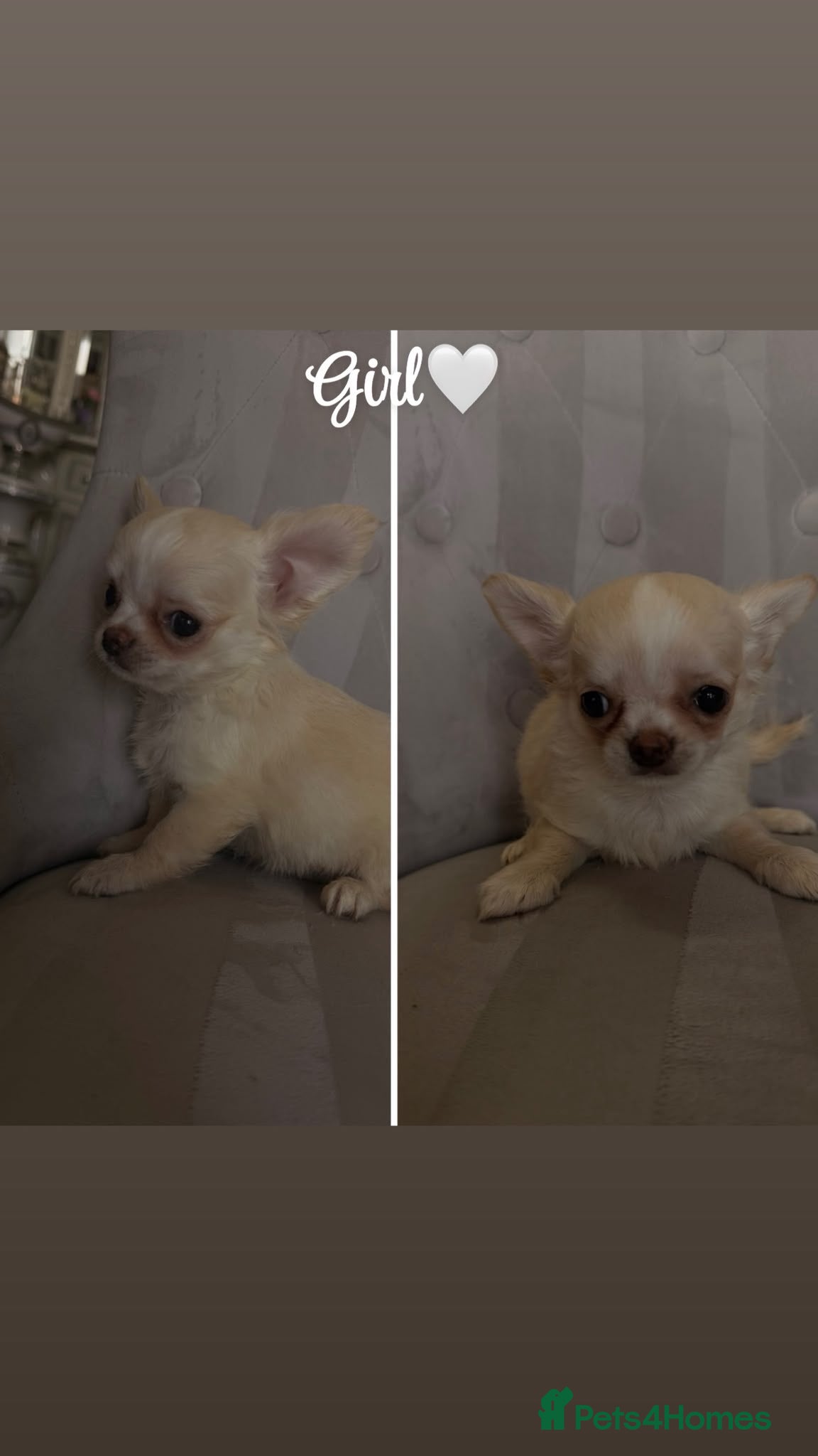 Chihuahua dogs Chihuahua puppies🐶 - Advert 1
