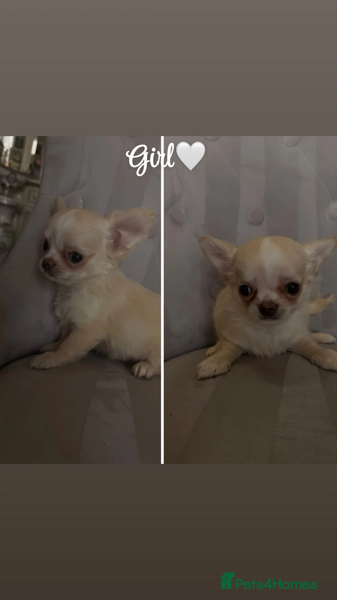 Chihuahua dogs for sale: Chihuahua puppies🐶 - Advert 1