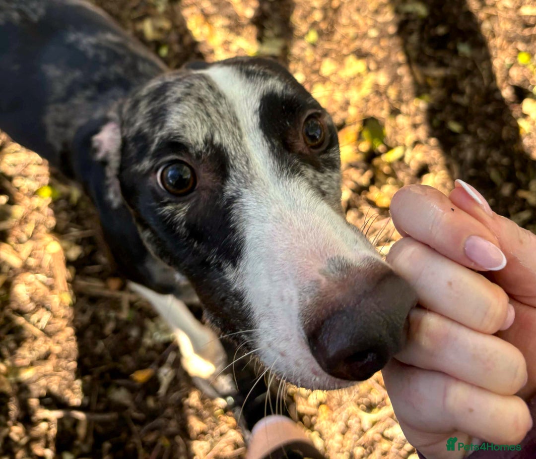 Lurcher dogs for adoption: ARTHUR, young male lurcher in rescue - Image 5
