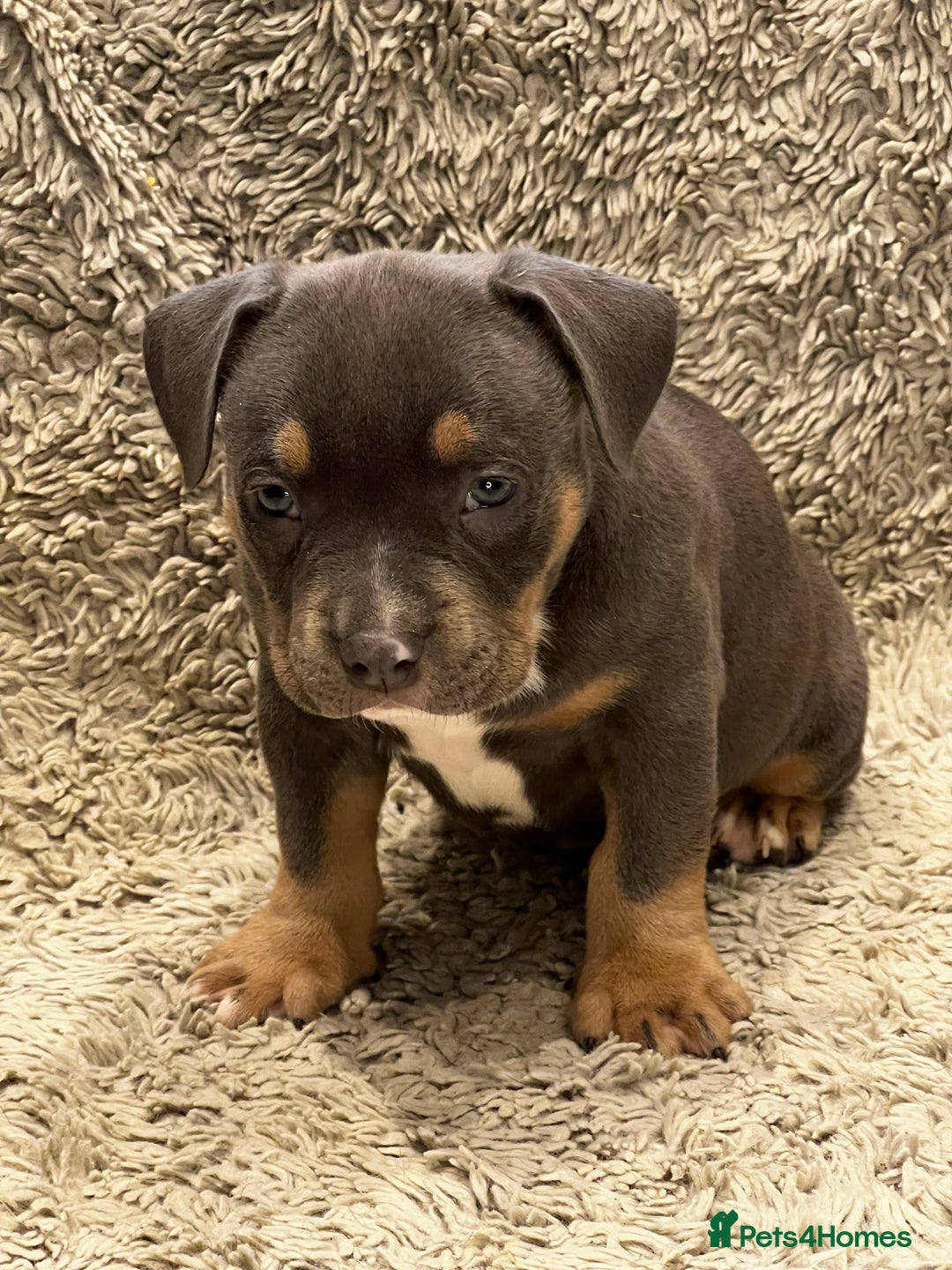 American Bully dogs for sale: 3 Quality American Pocket Bullies - Advert 8