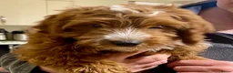 Cockapoo dogs for sale: READY NOW Last cheeky boy available - Advert 8