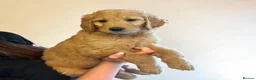 Goldendoodle dogs for sale: An Exceptional Litter Of  Golden doodles Ready Now - Advert 6