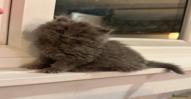 British Shorthair cats - Advert 3