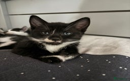 Domestic Shorthair cats for sale: 10 week playfull kitten - Image 2