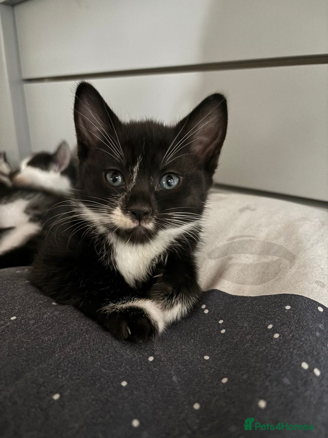 Domestic Shorthair cats for sale: 10 week playfull kitten - Image 2