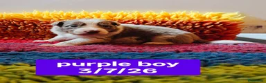 Purple collar boy
