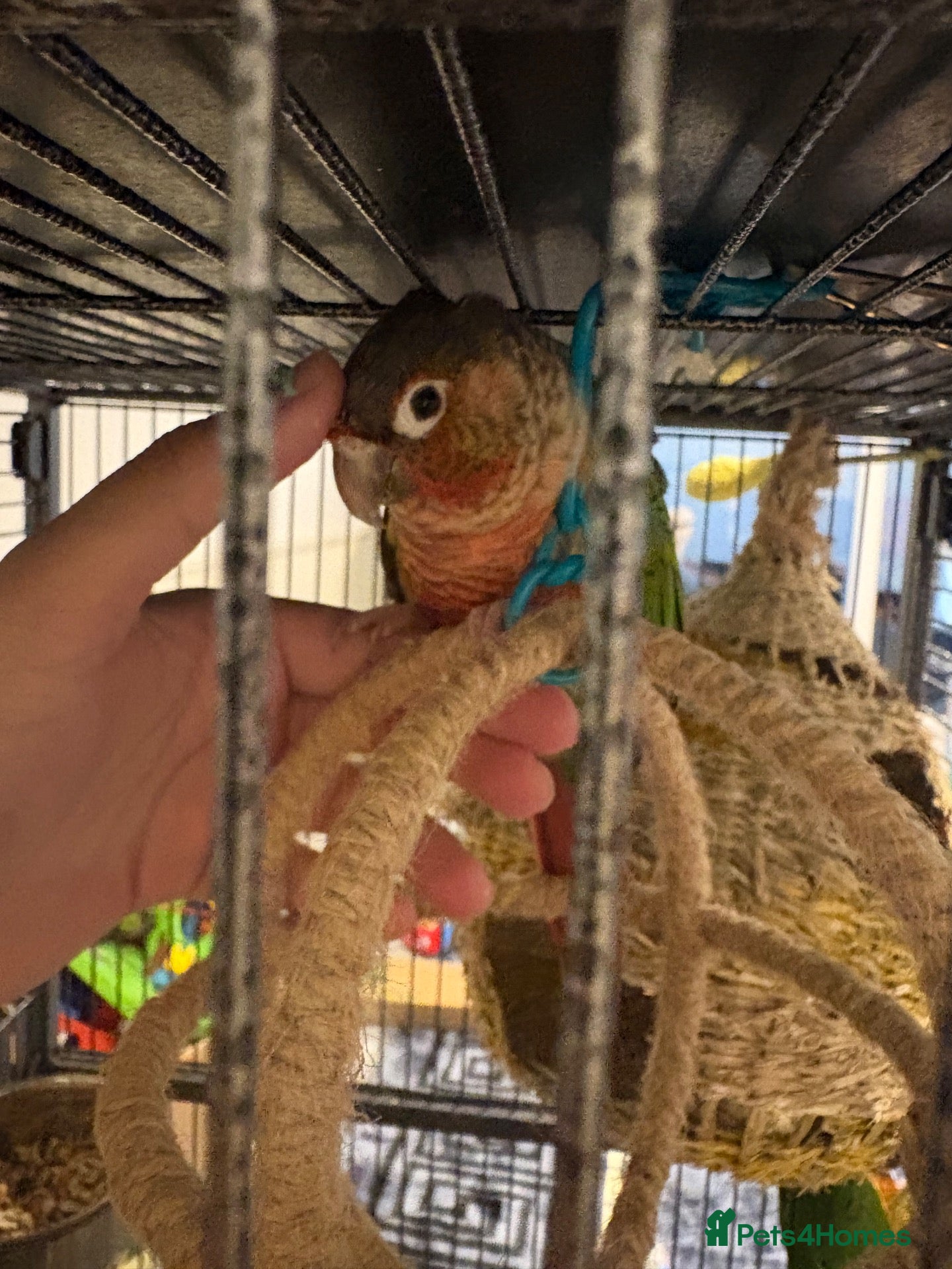 Conures birds Pineapple conure pair!! - Advert 3